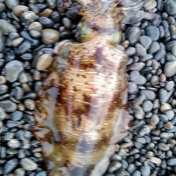 久しぶりキロアップです!!