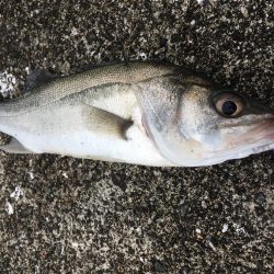 シーバスシーズンイン