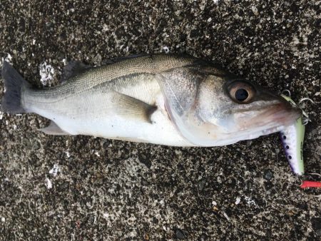 シーバスシーズンイン