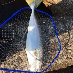 ホッパーでまさかの80cmブリ