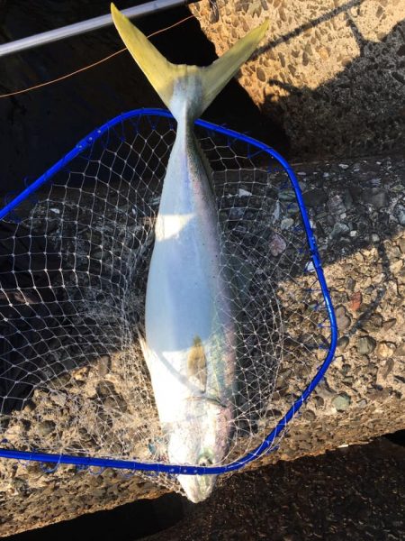 ホッパーでまさかの80cmブリ