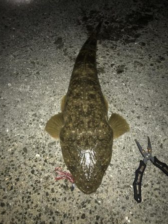 メバル調査のはずがまさかの