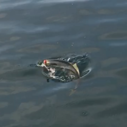 まだいたブリ(笑)エースの最後