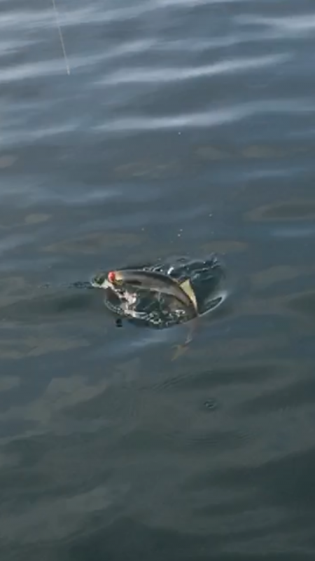 まだいたブリ(笑)エースの最後