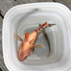 音海手漕ぎボート