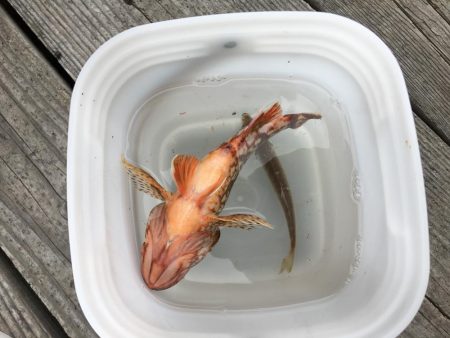 音海手漕ぎボート