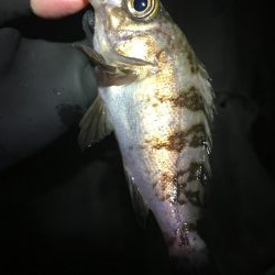 プラッキングメバル