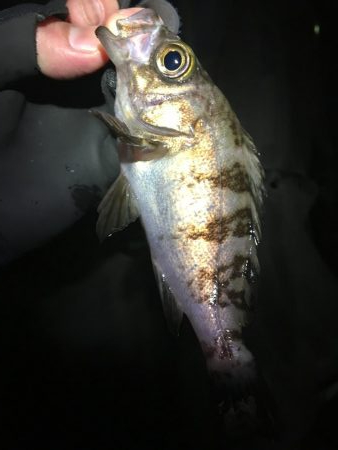 プラッキングメバル