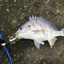 ステッピングはしんどいけど楽しい