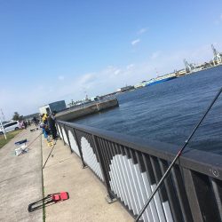 クラゲ時々カレイ