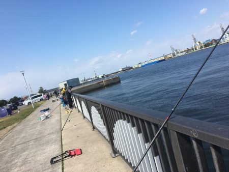 クラゲ時々カレイ