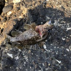 ロックフィッシュゲーム