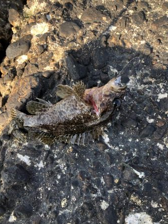 ロックフィッシュゲーム