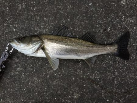 シーバスキャッチ