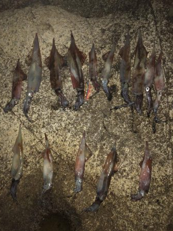 青物狙いのはずが