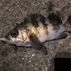 しぶしぶメバリング