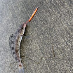 日本海側海アメ釣行