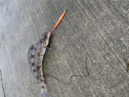 日本海側海アメ釣行