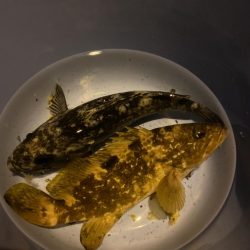 西舞鶴でアコウ、タケノコ！！