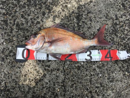 堤防からの真鯛