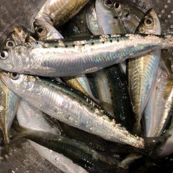 まだまだマイワシいてました。夕まずめの釣行。