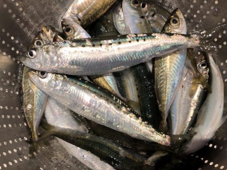 まだまだマイワシいてました。夕まずめの釣行…