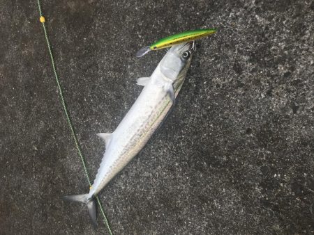 サゴシフィーバー