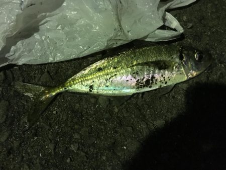 これが太刀魚の引き…