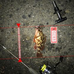 3月2日やっとキャッチ