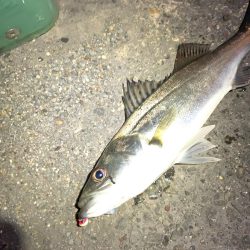 腹ペコチーバス