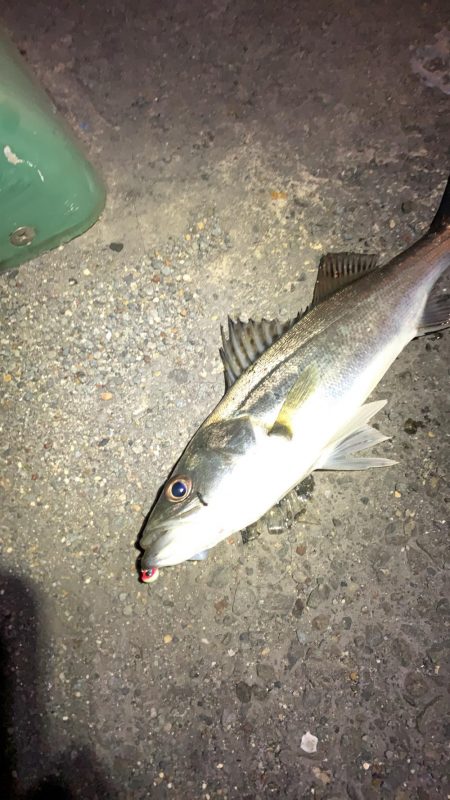 腹ペコチーバス