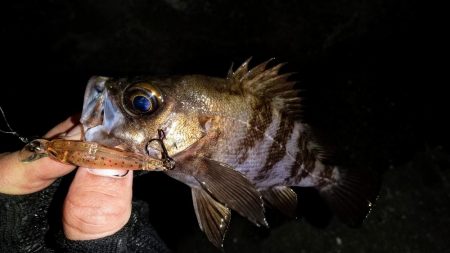 壁際についてるやつ