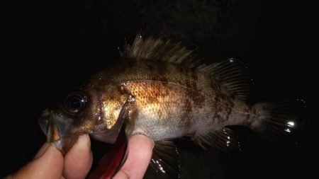 藻場に溜まってました