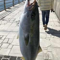 撃投ジグでブリ!!