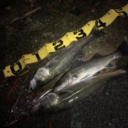 ベイトの溜まり場