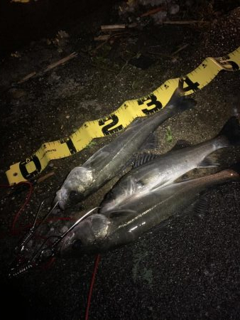 ベイトの溜まり場