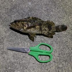 たけのこ、メバル