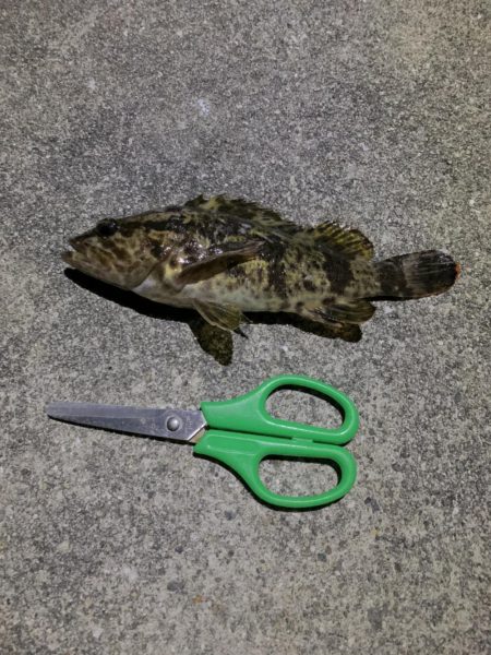 たけのこ、メバル