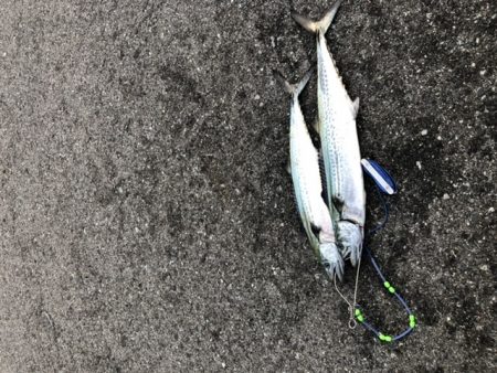 今日も朝から…