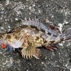 和歌浦でガシラ狙い