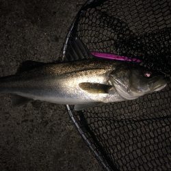 シーバス狙いでシーバス