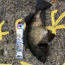 初めてのメバルゲット