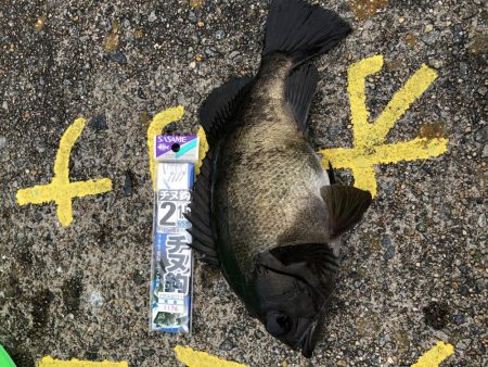 初めてのメバルゲット