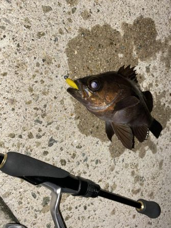 しぶしぶのしぶ