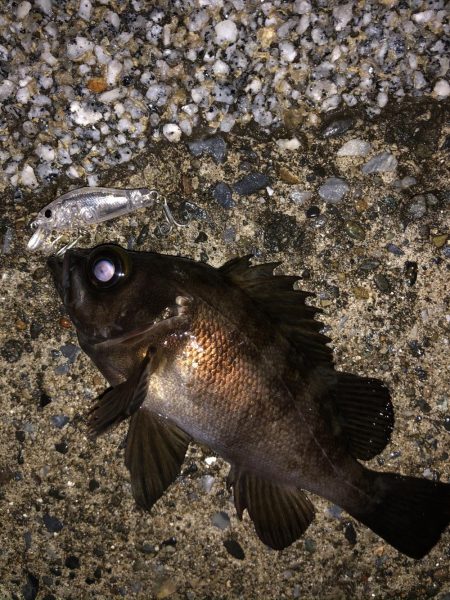 メバルプラッギング