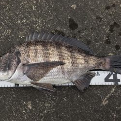 イチノ兄弟、釣果!