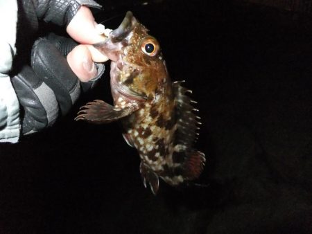 メバルや～い！