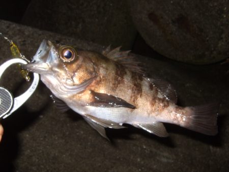 ハイシーズンまではもう少し