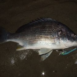 久々のシーバス