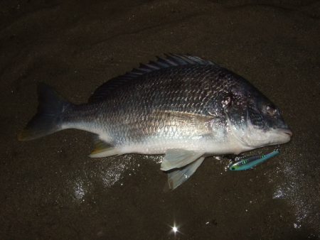 久々のシーバス